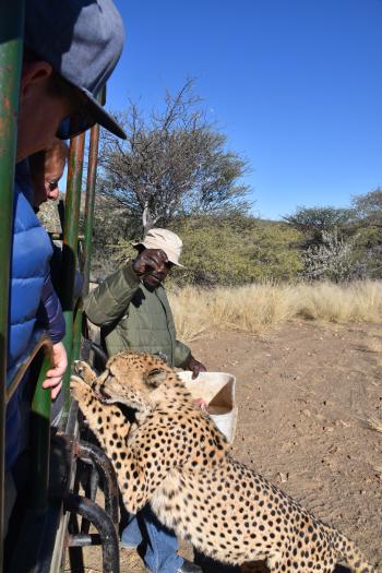 Cats unlimited game drive 