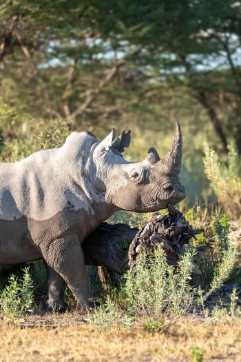 by Jean Louis Collard 