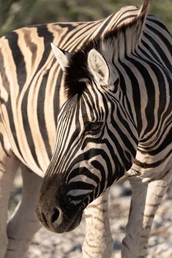 by Jean Louis Collard 